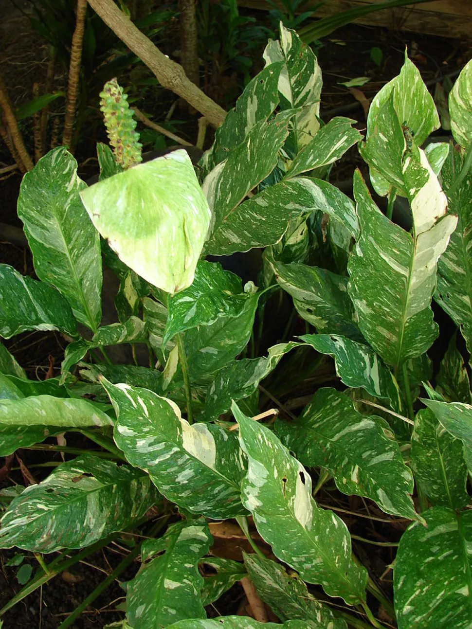 Mondblumenhybride mit panaschiertem Laub
