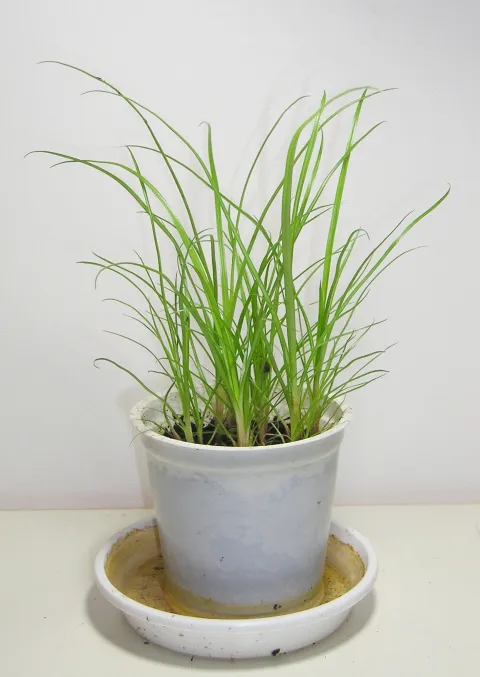 Papiro in vaso
