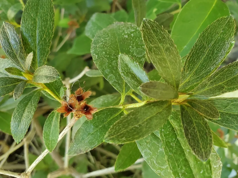 Foglia di palma di azalea del fiorista