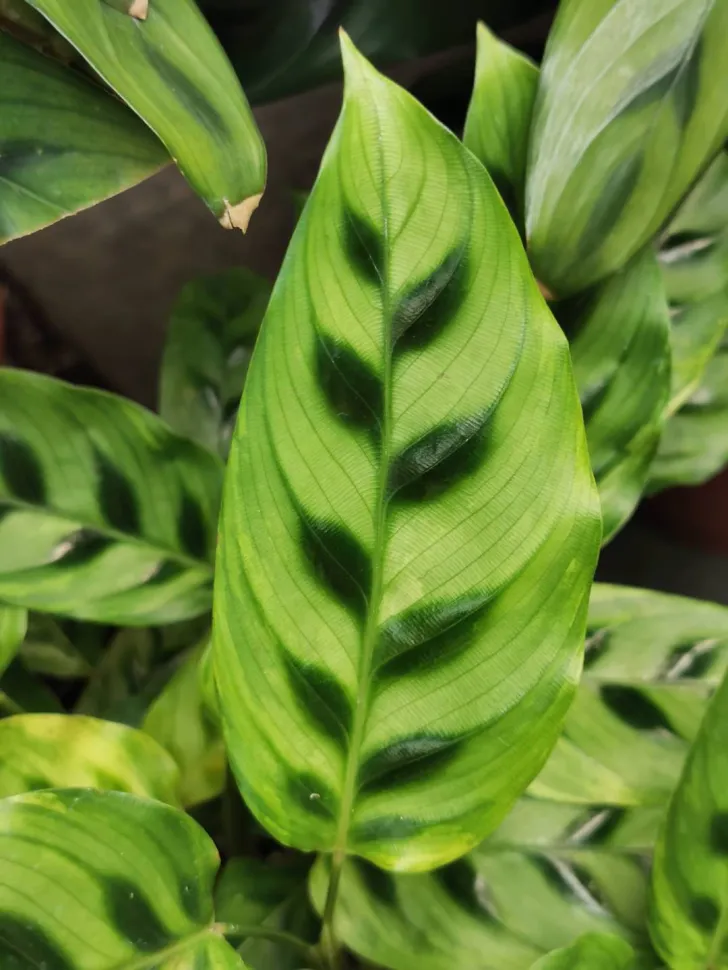 Blade af Calathea leopardina