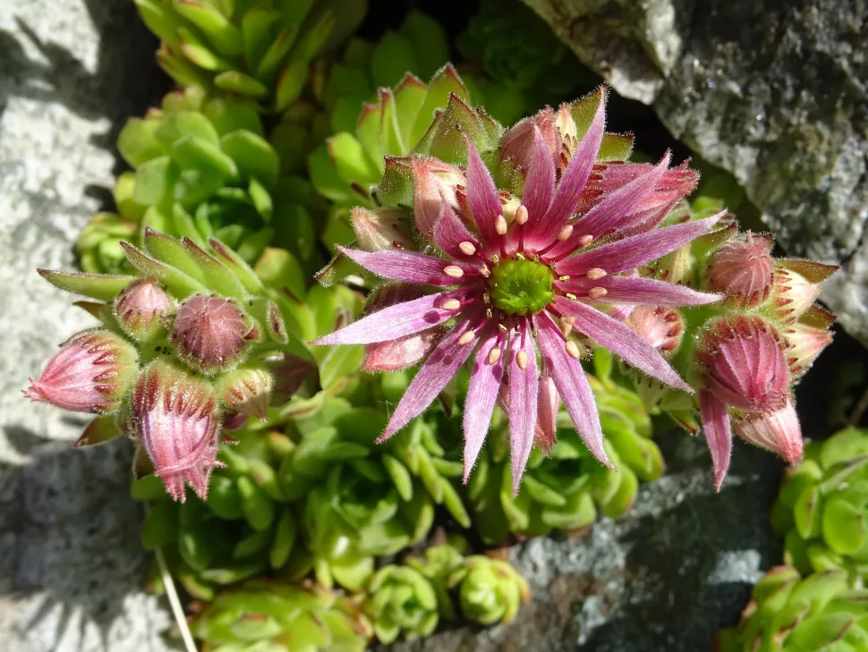 Sempervivum montanum blomst