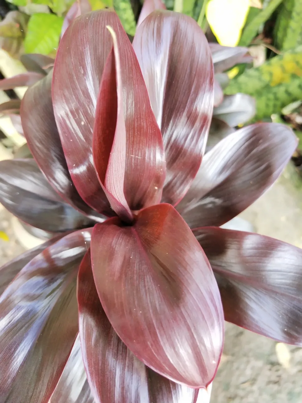 Cordyline fruticosa follaje púrpura
