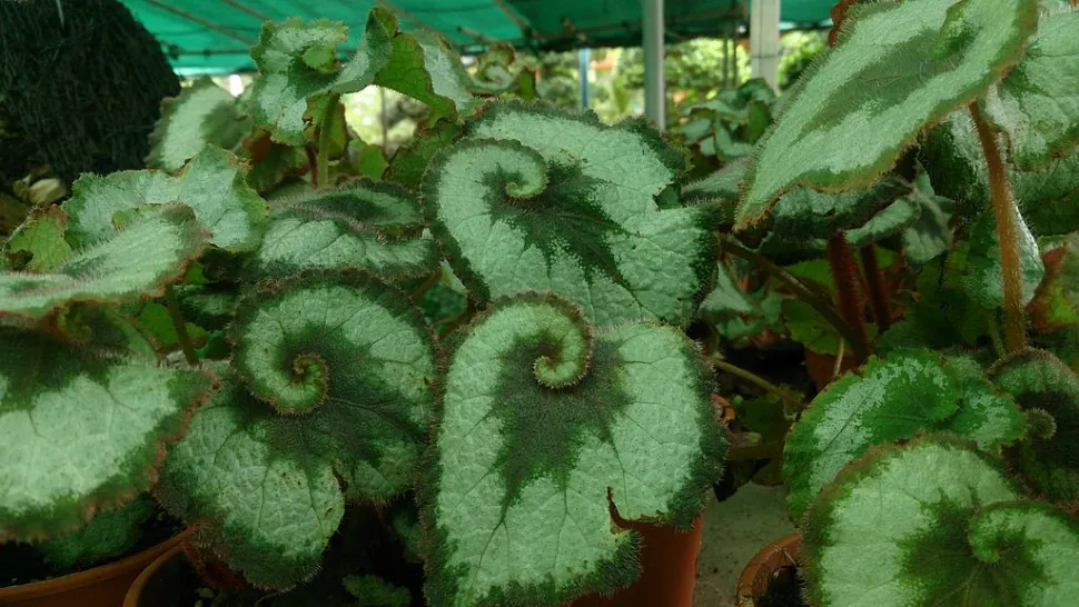 Caracol begonia de hojas verdes enrolladas