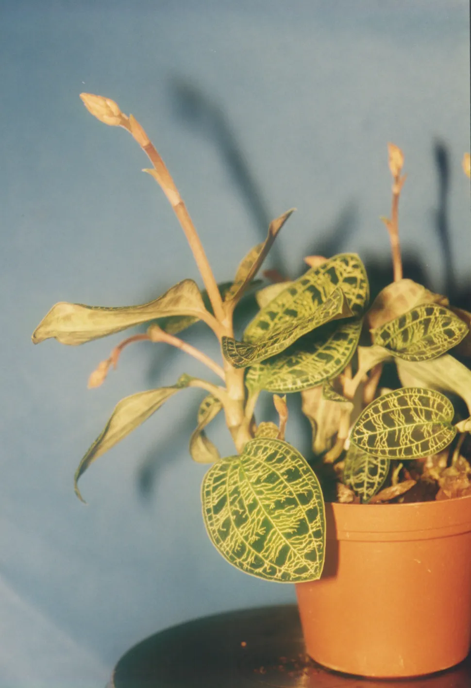 Orchidea gioiello in vaso