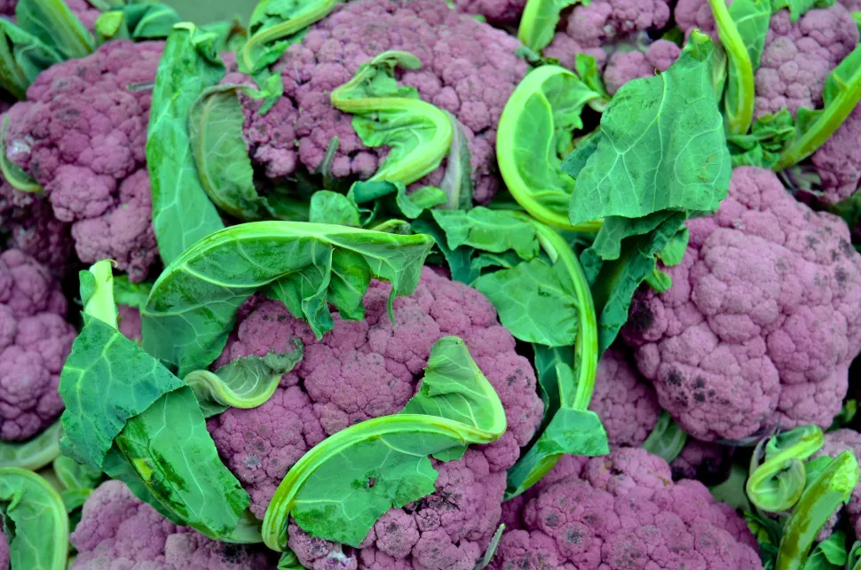 Coliflor de invierno morada