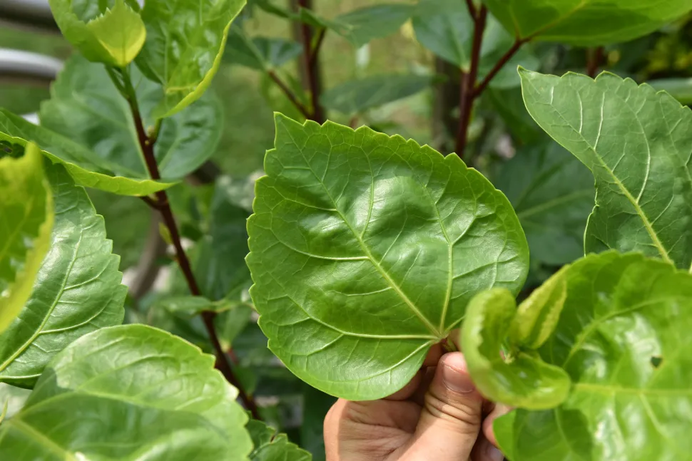 Moeras Hibiscus blad