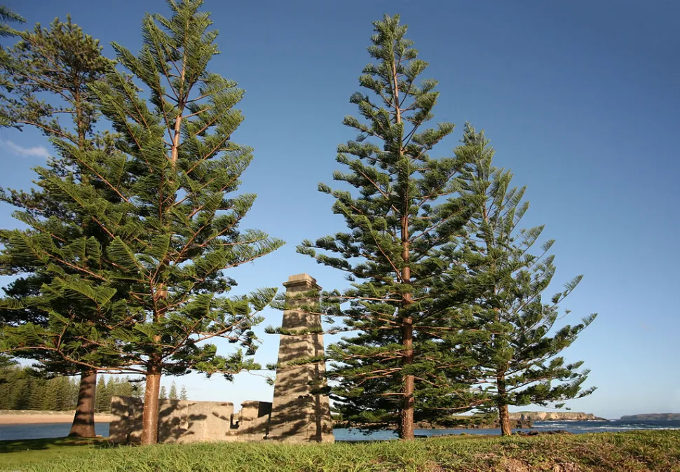Araucarai heterophylla no chão