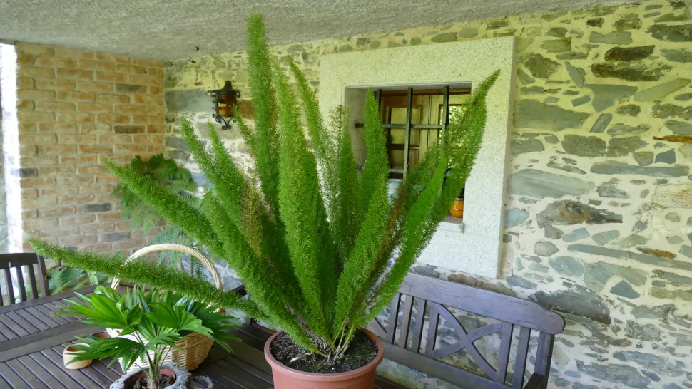 Espárrago densiflorus variedad Myers en maceta