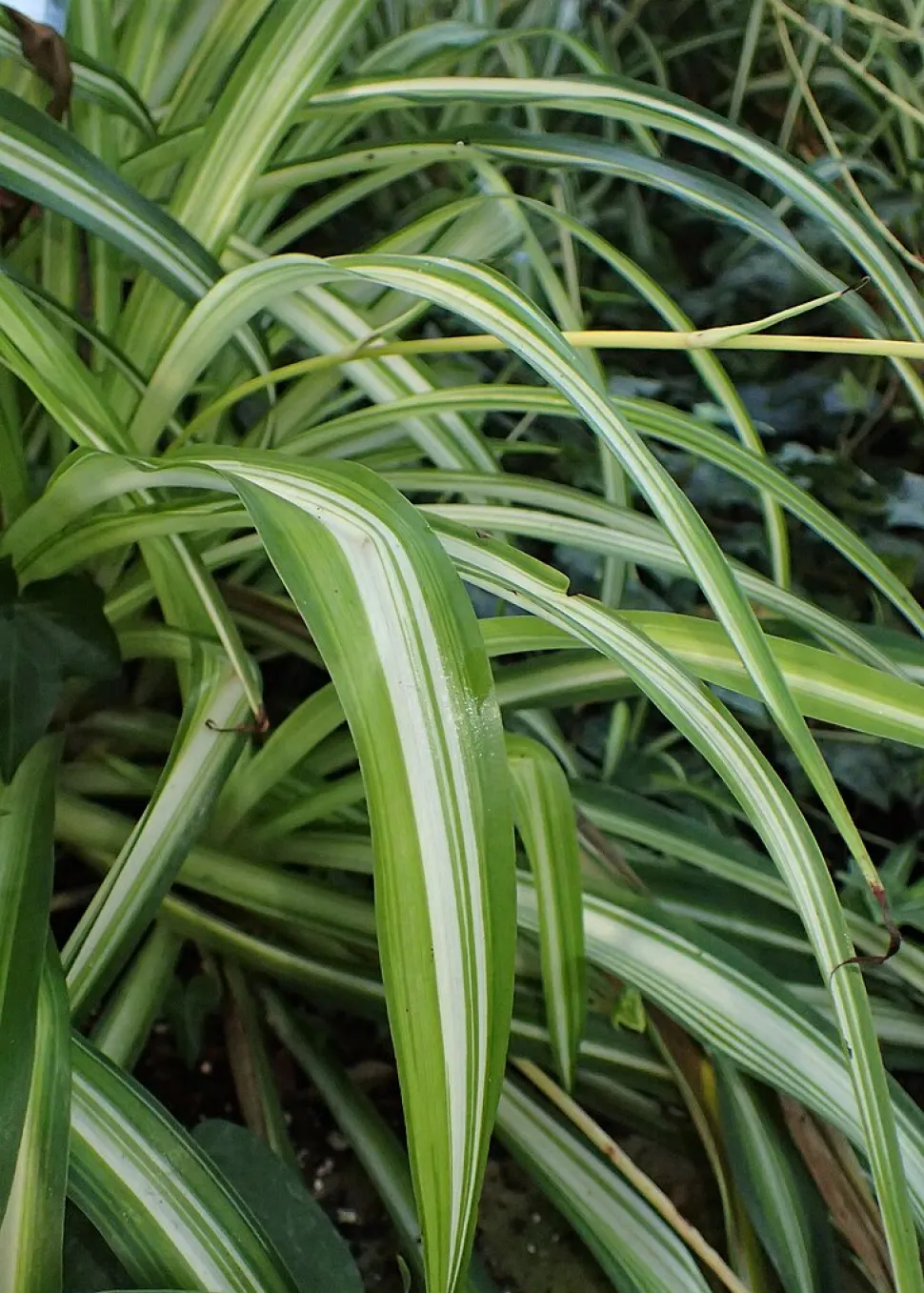 Fogliame del Chlorophytum vittatum