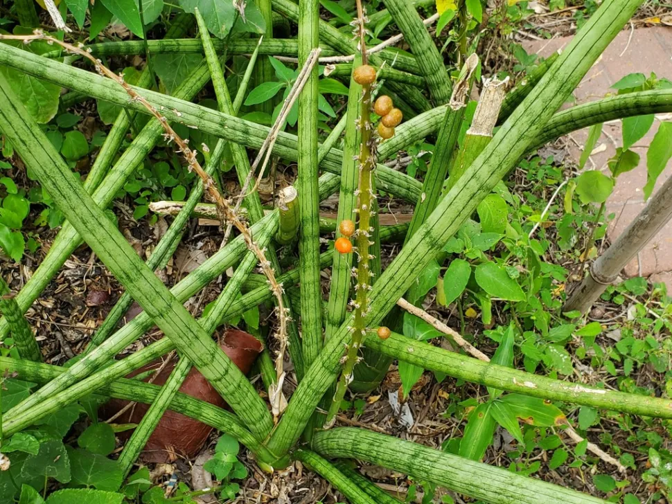 Fod af Sansevieria cylindrica