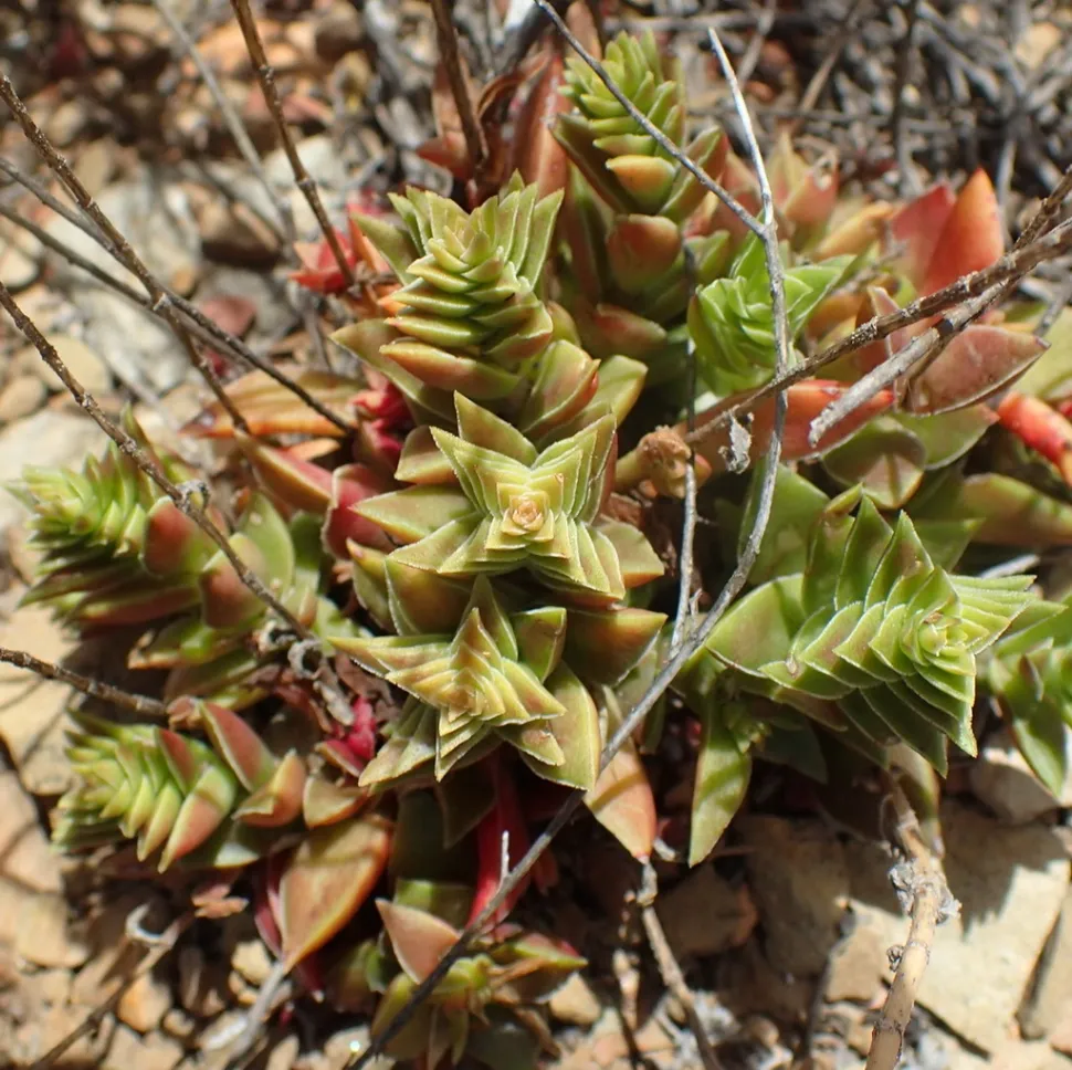 Crassula capitella en el suelo