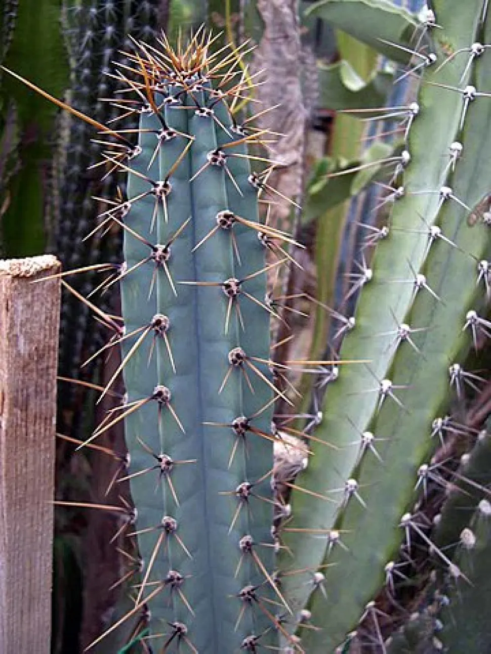 Dornen von Cereus forbesii