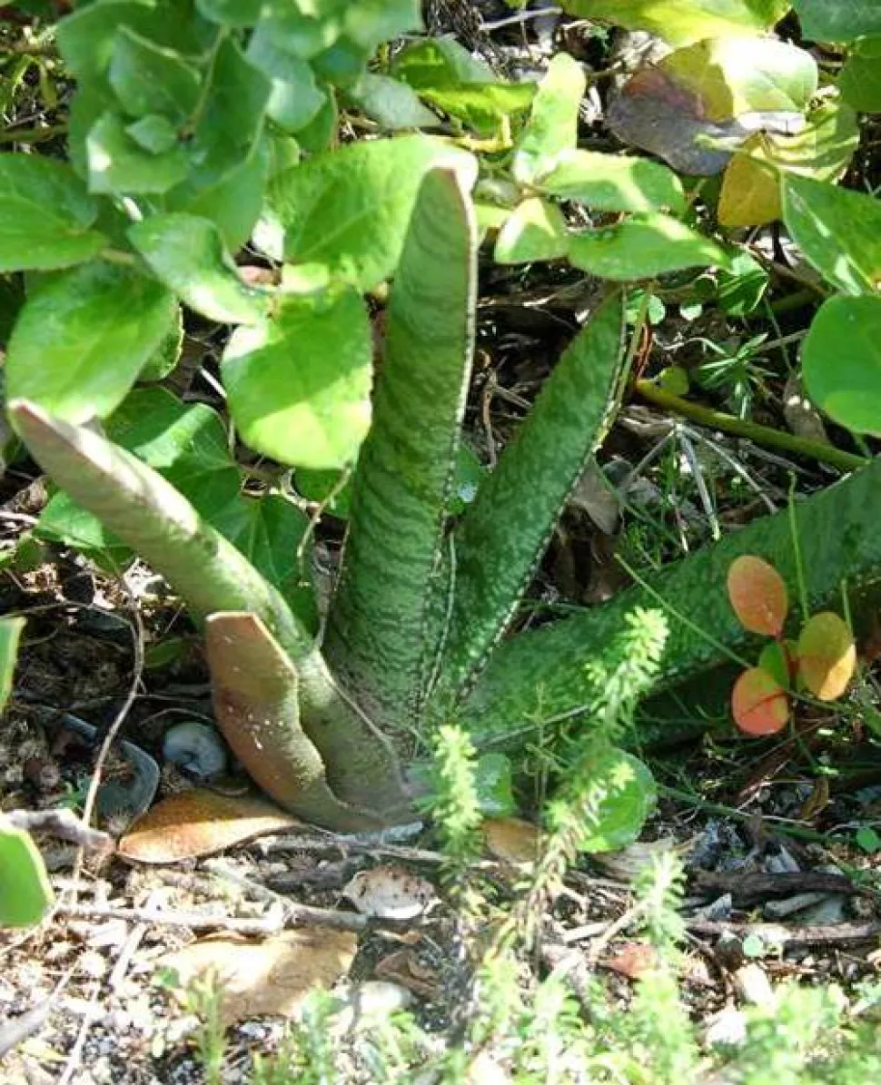 Gasteria acinacifolia von oben