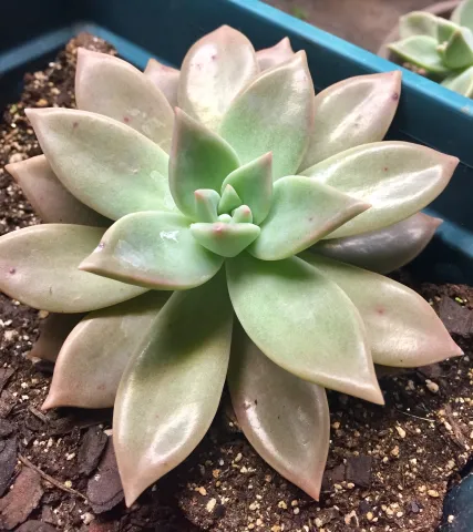 Roseta Graptopetalum paraguayense