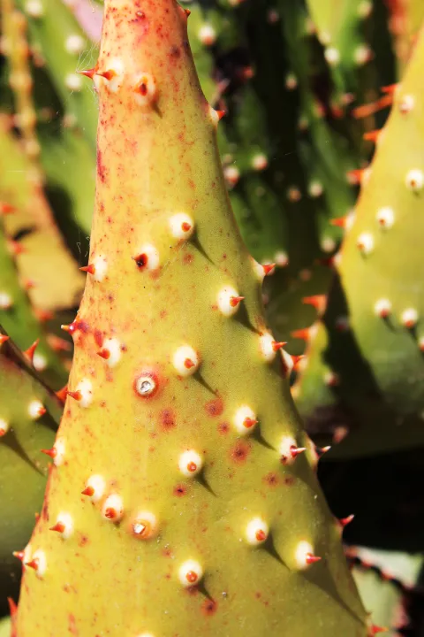 Aloe aculeata