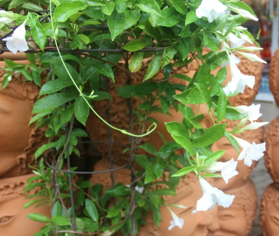 Dipladenia bianca Mandevilla sanderi