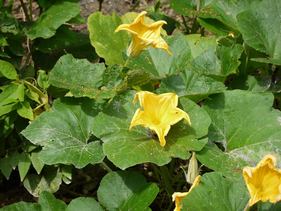 Yellow flowers pumpkin Cucurbita maxima