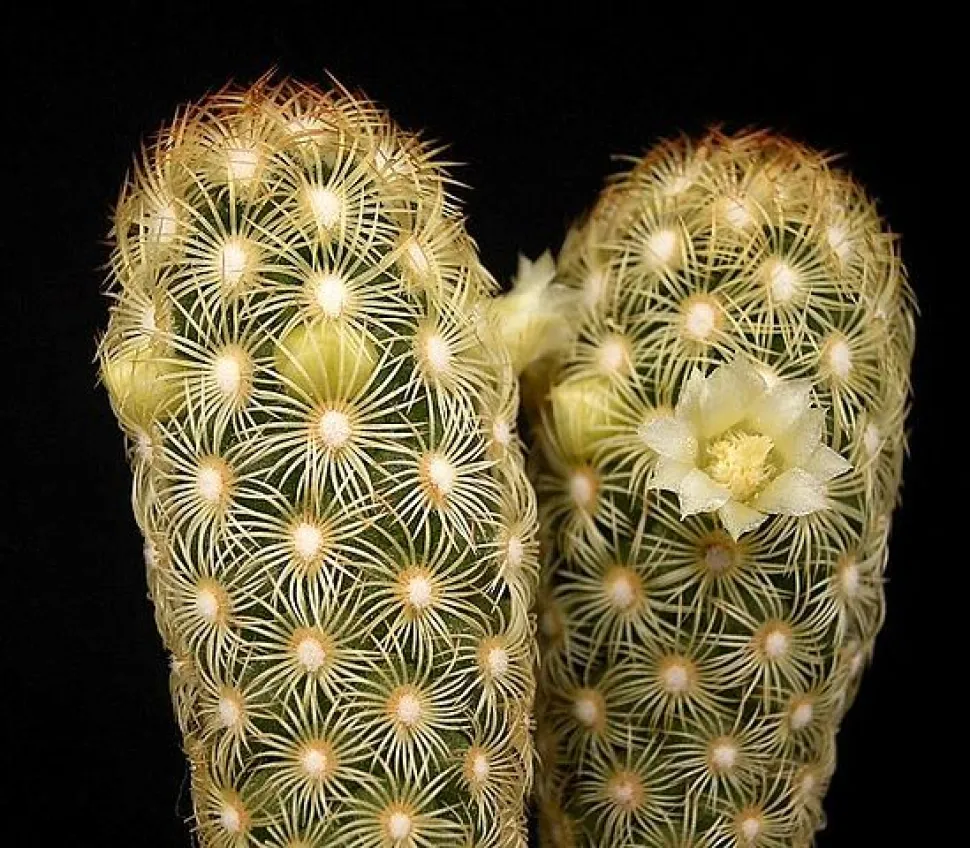 Länglicher Kaktus Mammillaria elongata