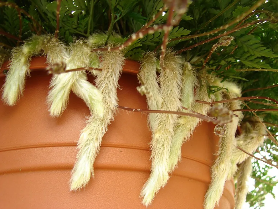 Rizomen van Davallia tyermannii