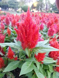 Celosia plumosa rød