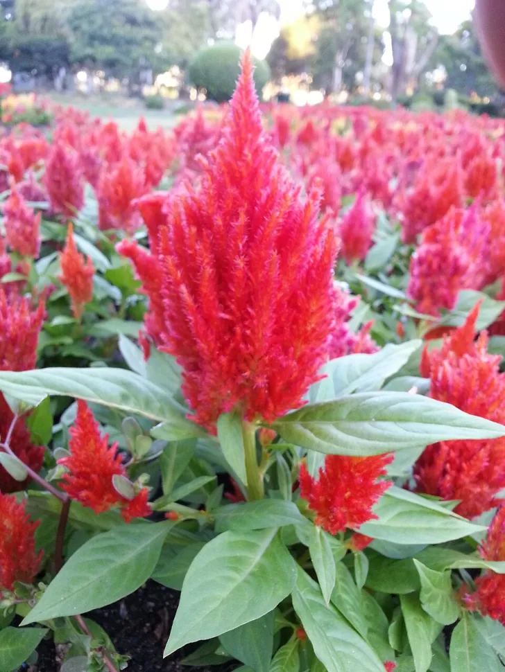 Celosia plumosa rot