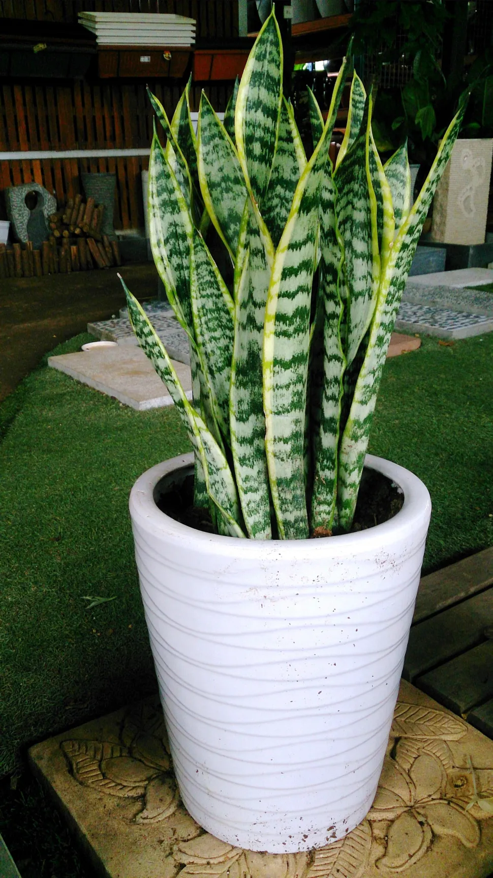 Groen met gele schoonmoedertong in een pot