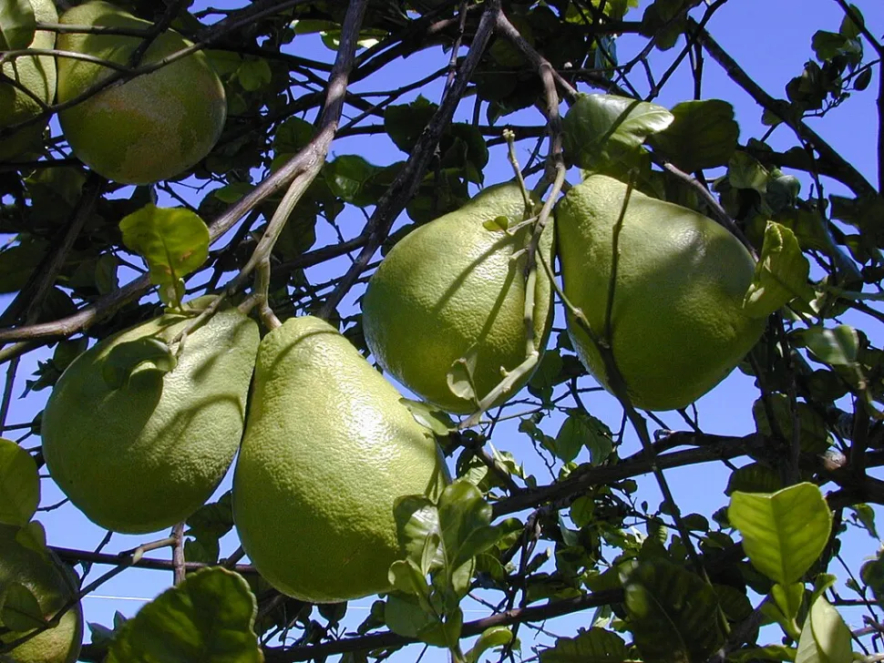 Pompelmo verde