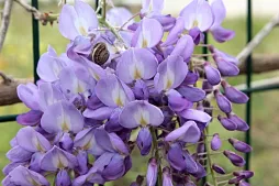Japanese wisteria purple flowers