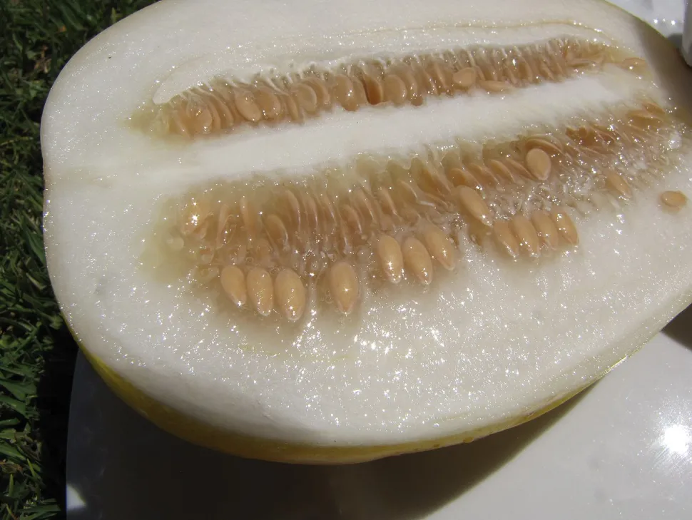 Witvlezige meloen Cucumis melo