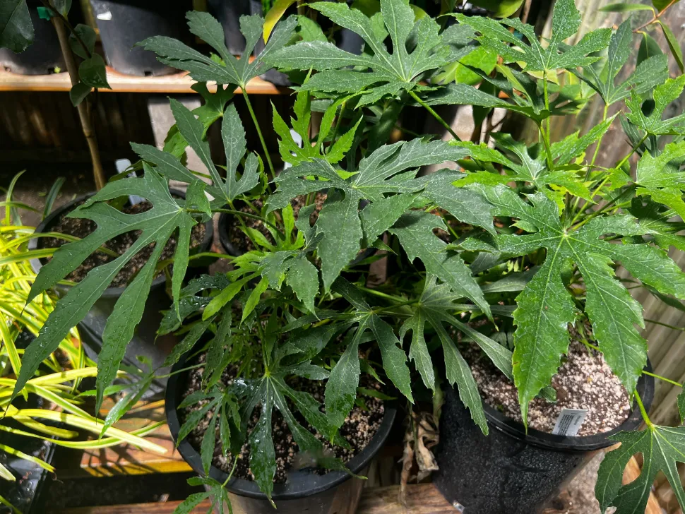 Fatsia polycarpa in un vaso