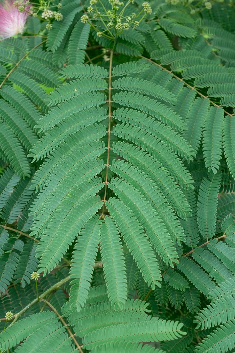 Hoja de Albizia julibrissin