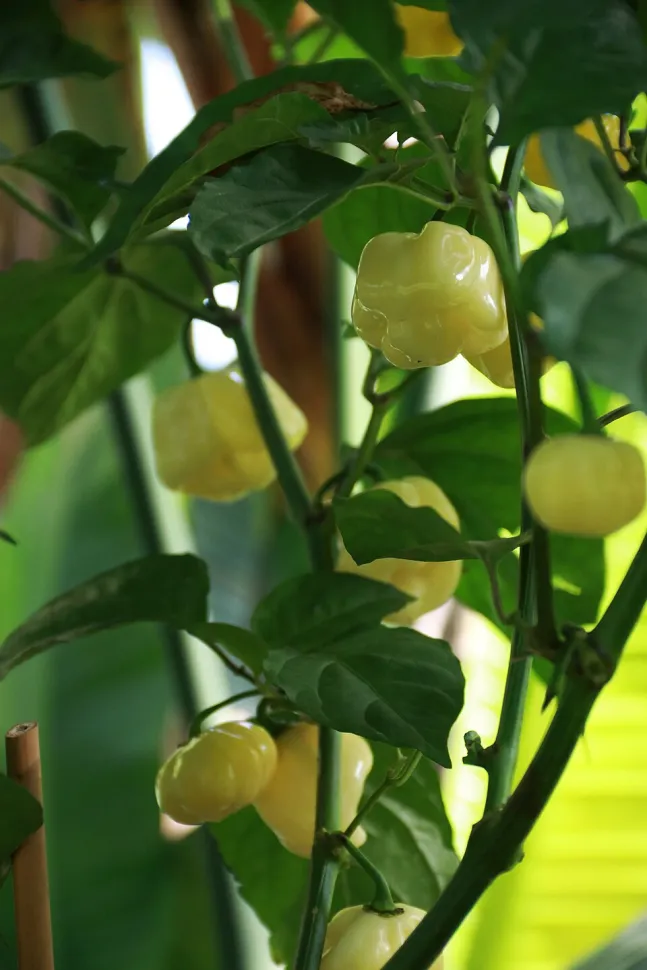Piments jaunes Capsicum chinense
