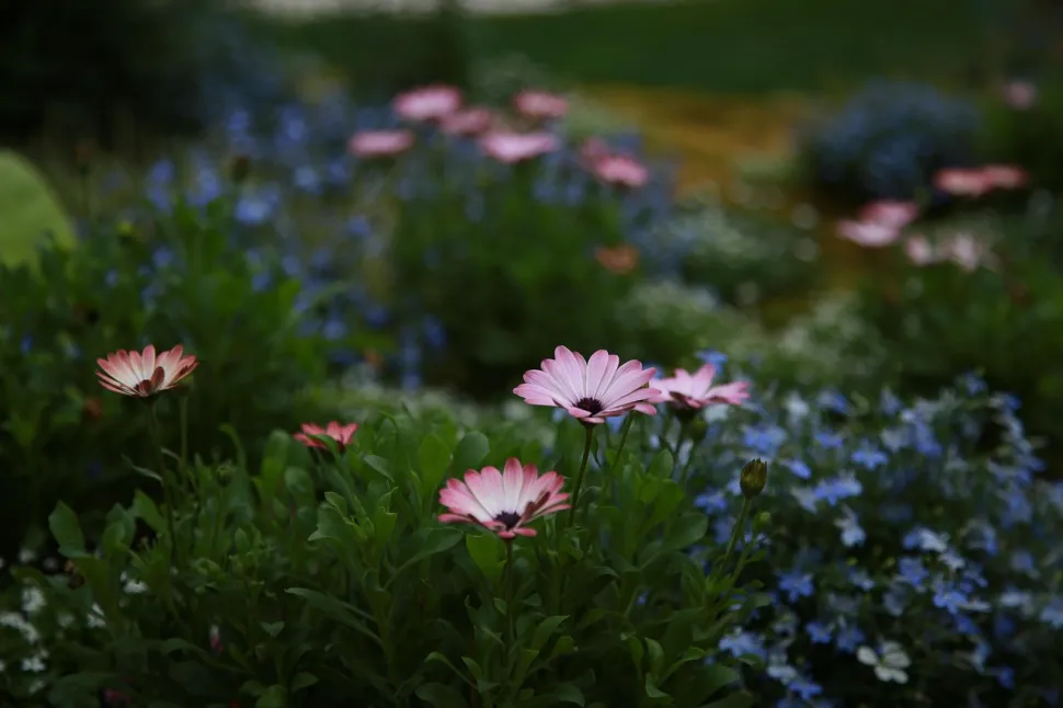Chrysanthemenfelder
