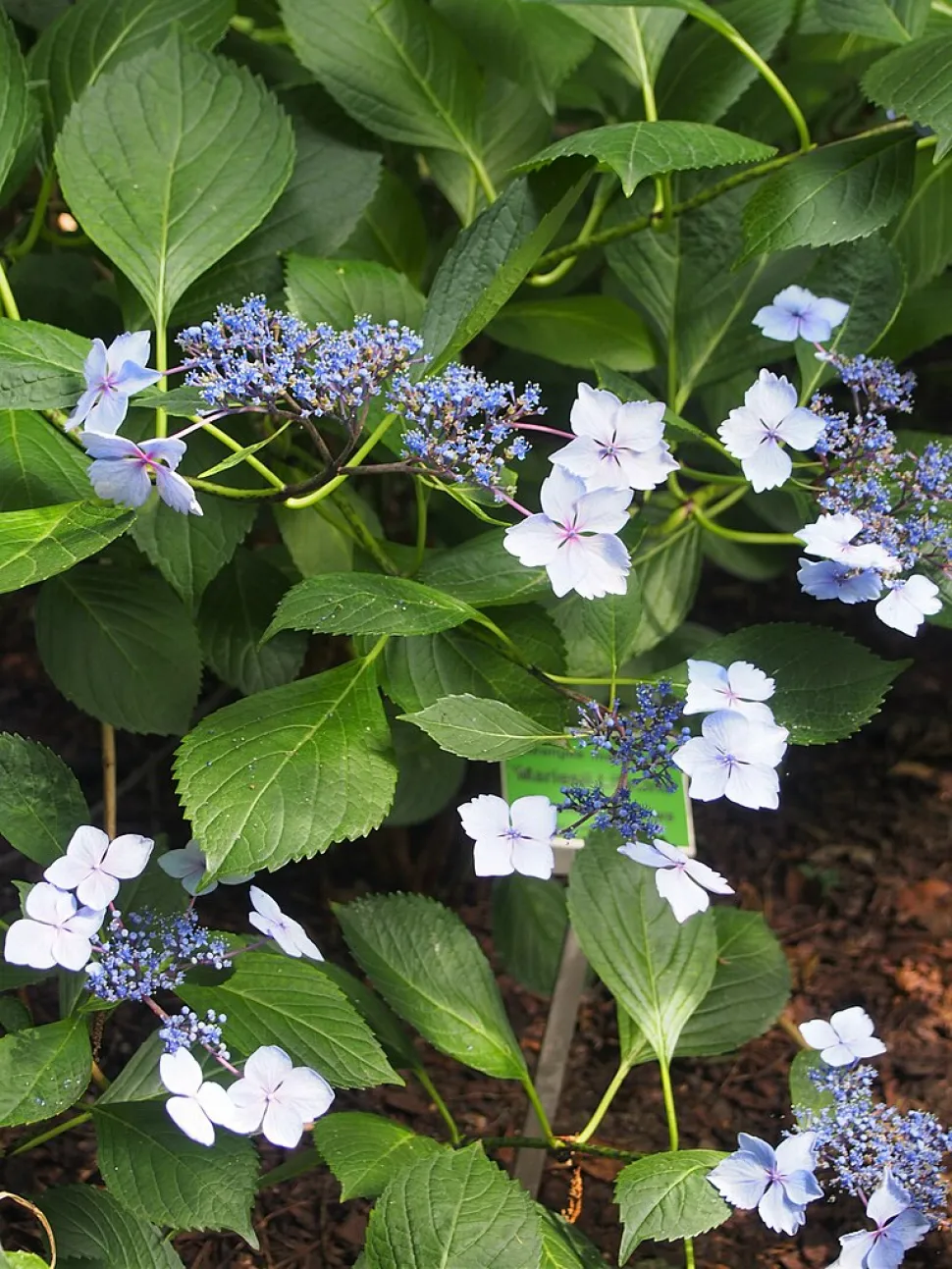 Blumensträuße Flathead Hydrangea 'Mariesii lilacina' (Flachkopf-Hortensien)