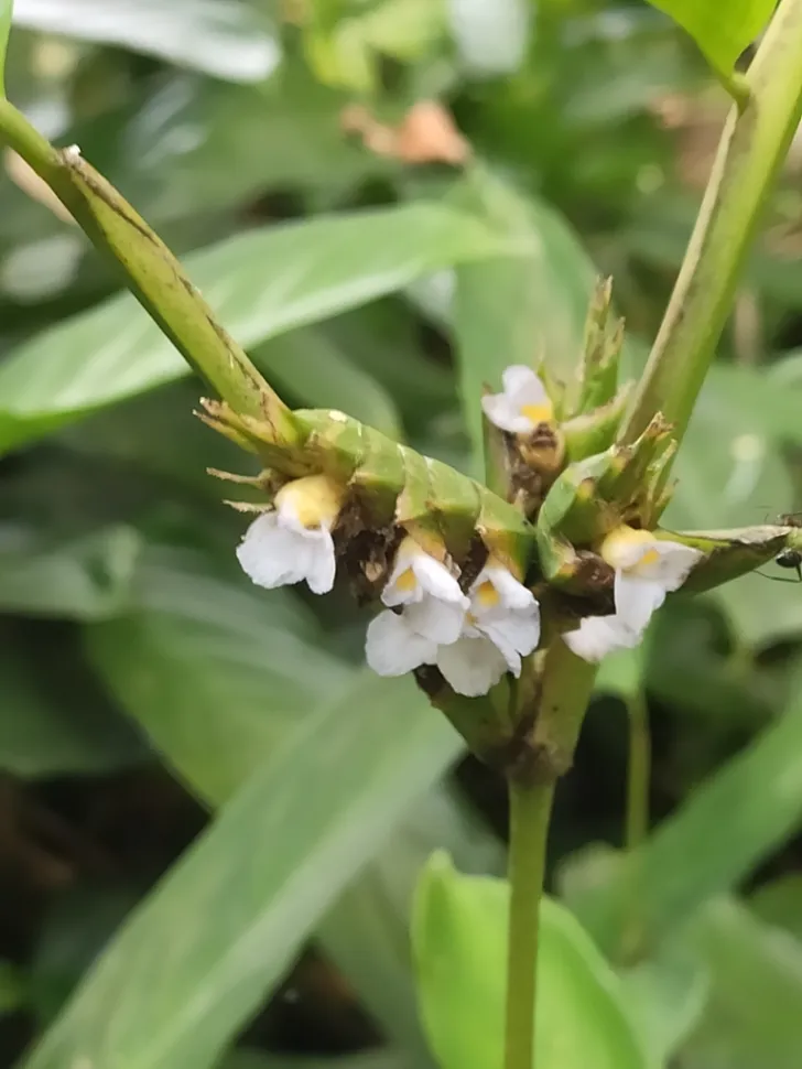 Bloemen van Ctenanthe lubbersiana
