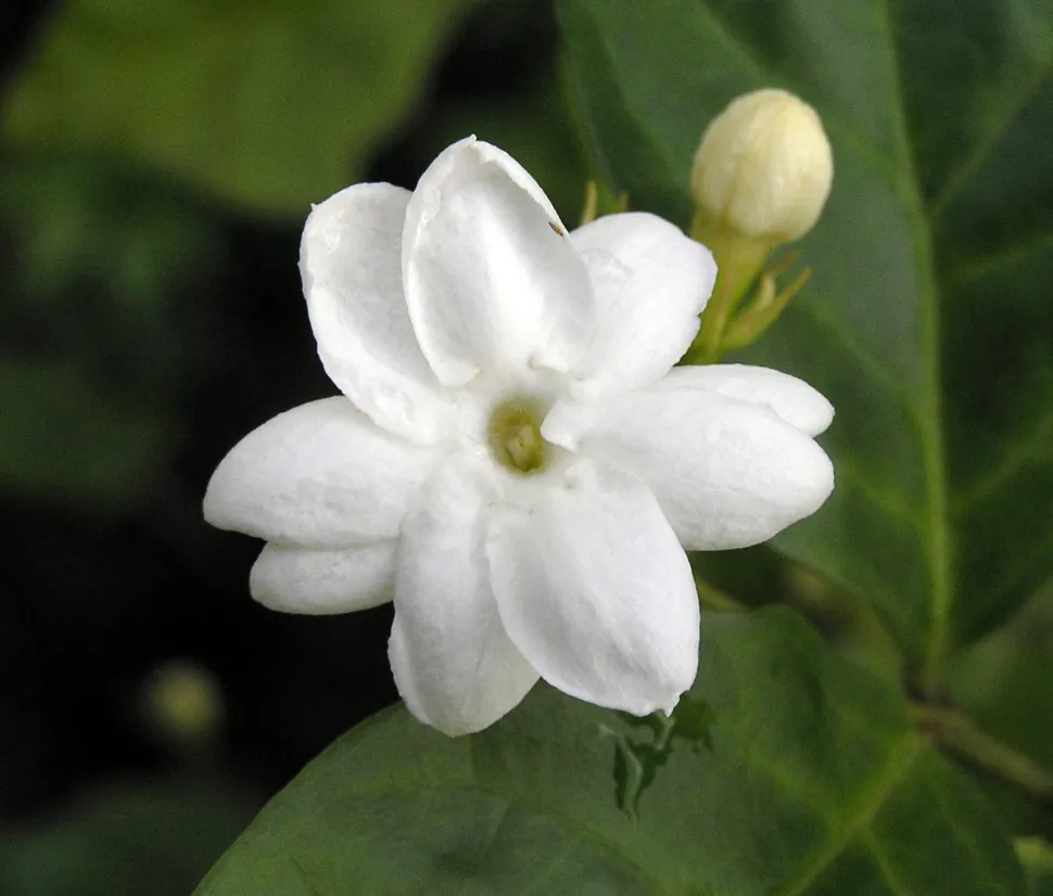 Flor de jasmim da Arábia