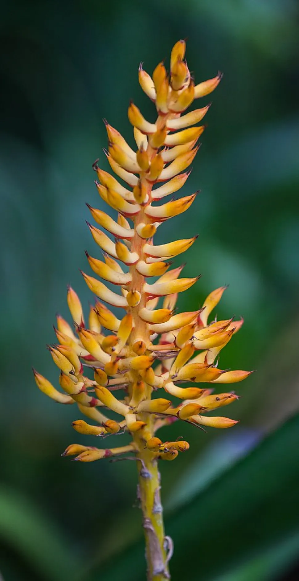 Blütenstand von Aechmea caudata