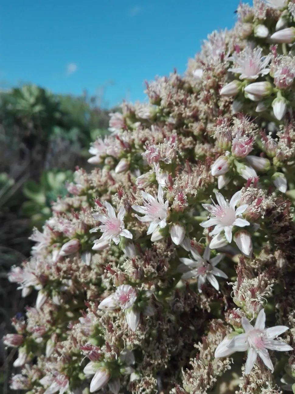 Bloeiwijze Aeonium urbicum