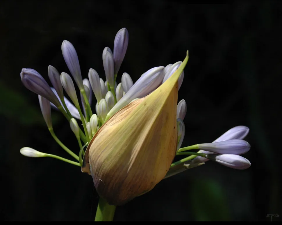 Fleurs Agapanthus africanus