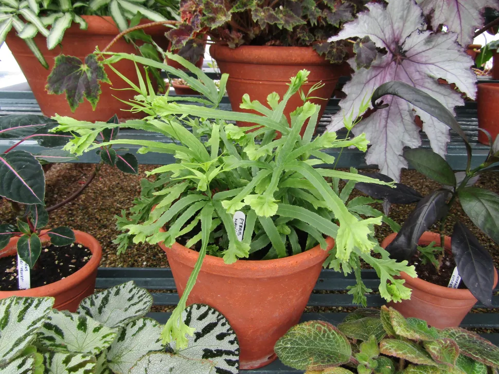 Multifurcated bregne Pteris cretica Mayii