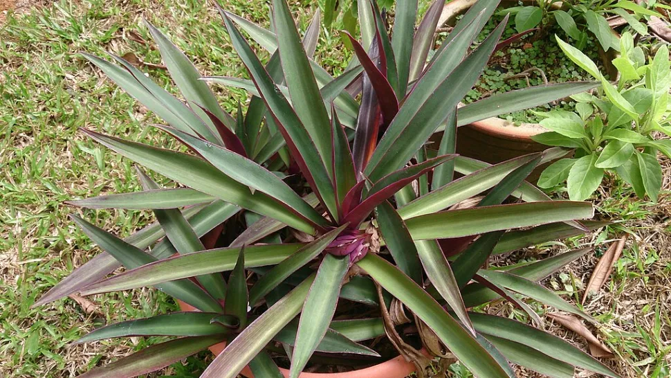 Bladrozet Tradescantia spathacea