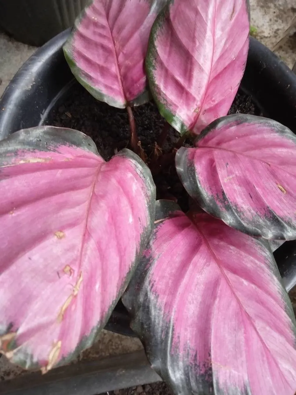 Goeppertia picturata Crimson en pot