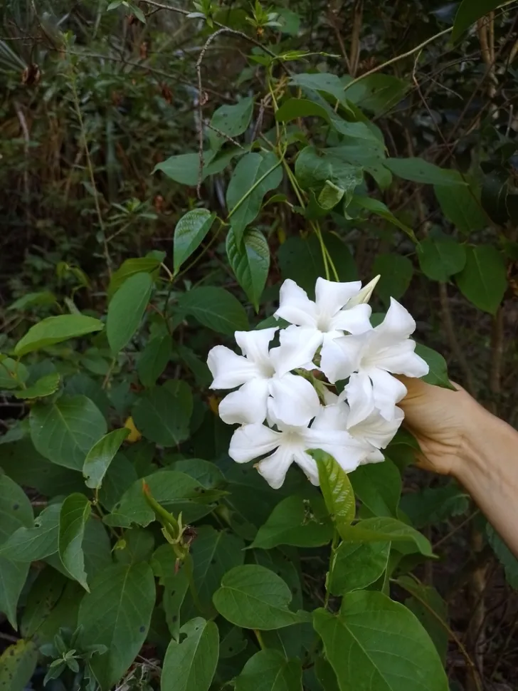 White trumpet flowers Mandevilla laxa