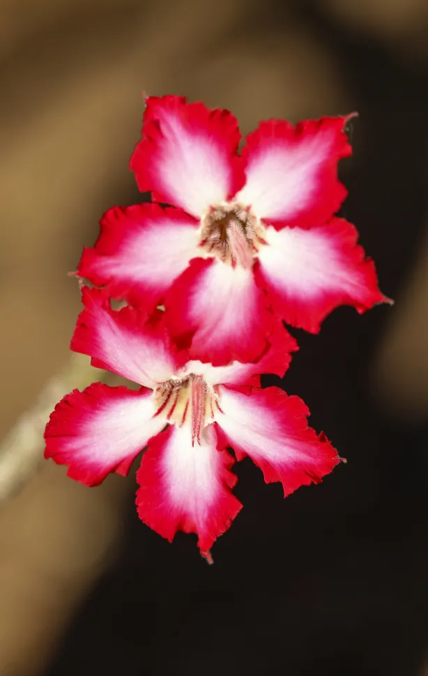 Fleurs bicolores rouges et blanches Adenium multiflorum