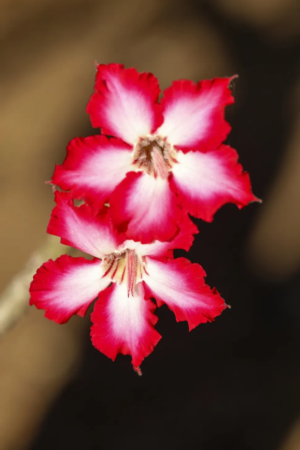 Tweekleurige rode en witte bloemen Adenium mulfiflorum