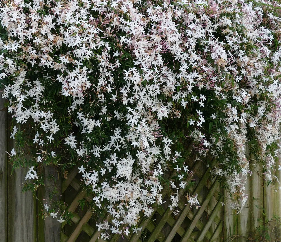 Jasmin på et espalier