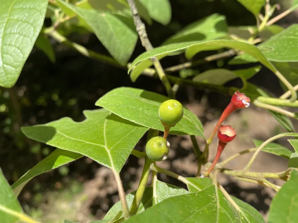 Sassafras albidum bær