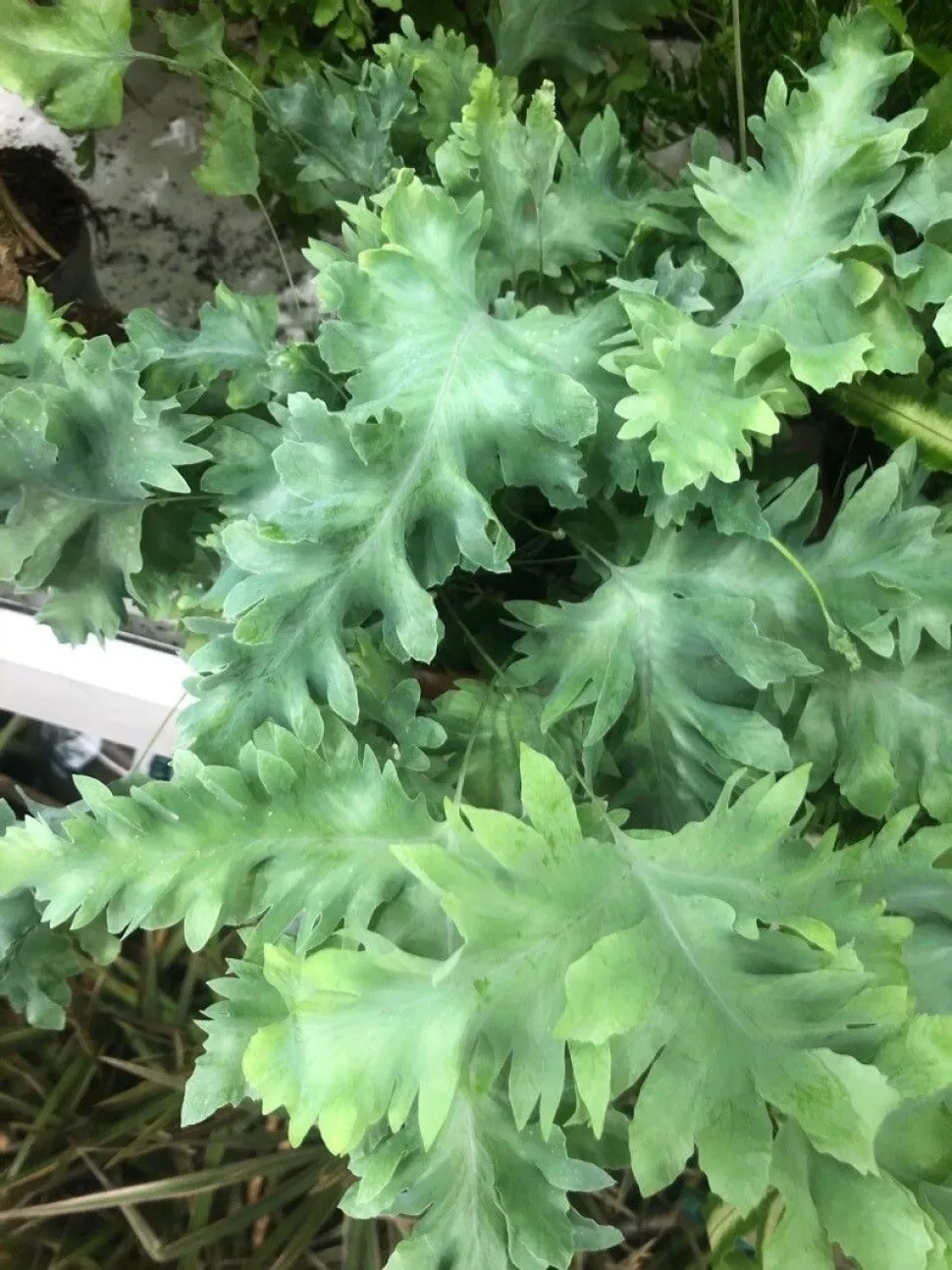 Gekräuselte Wedel von Phlebodium Davana