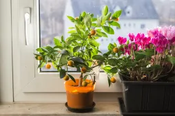 Calamondin i en potte