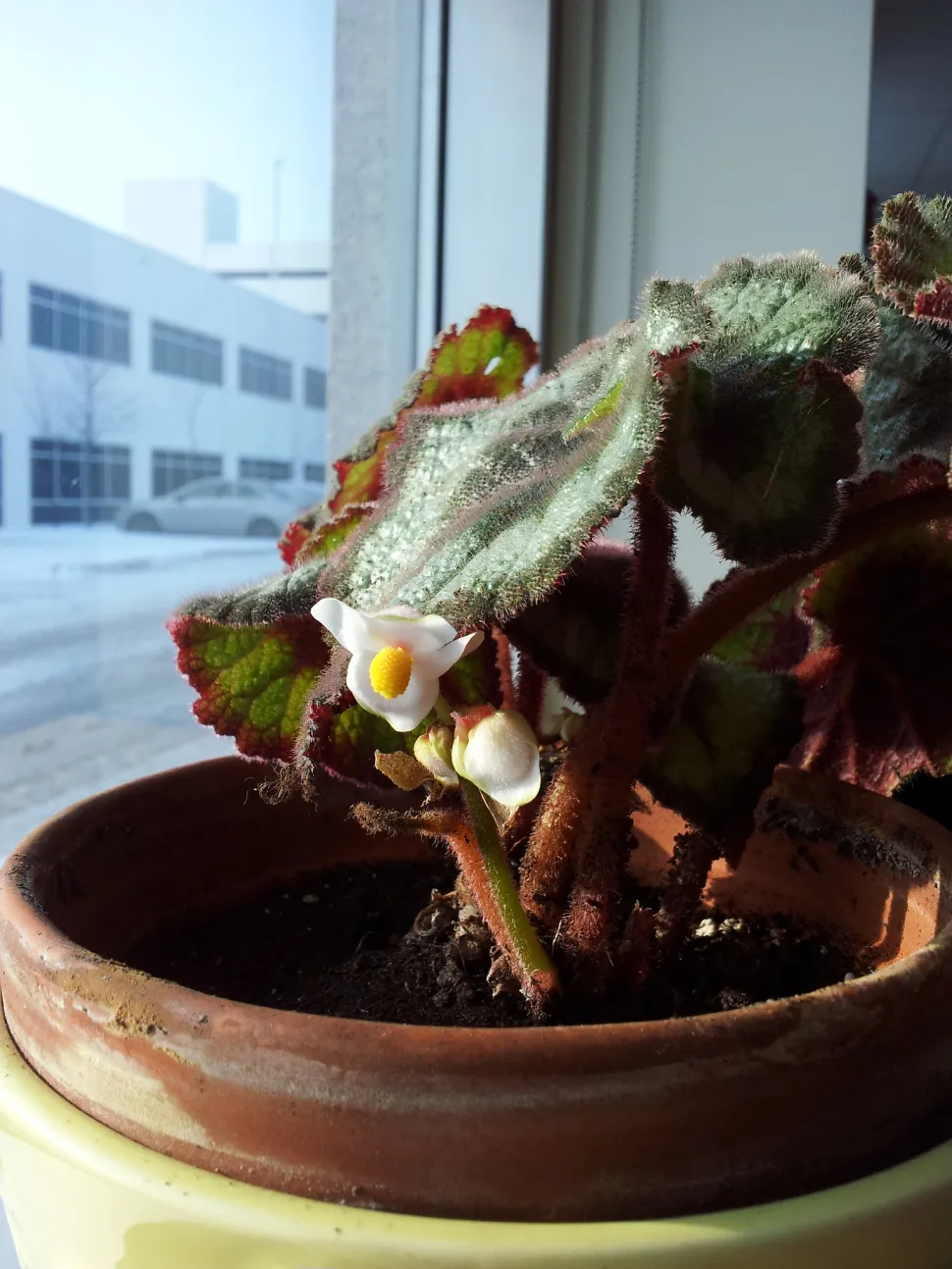 Begonia rex Blühende Schnecke